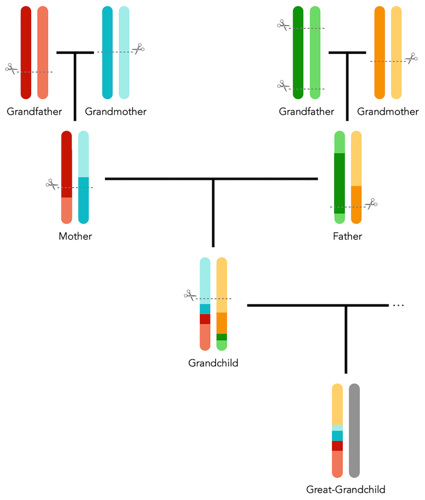 A four-generation family tree with differently-colored chromosomes showing how DNA is shuffled before it is inherited. Because the cut-points are random, DNA from one of the great-grandfathers is not present in the great-grandchild.