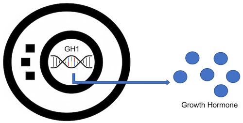 A cell expressing the Growth Hormone 1 gene releases growth hormone.