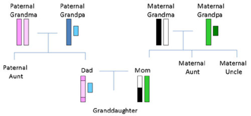 Inheritance of sex chromosomes in a family tree.