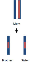 Recombined chromosomes.