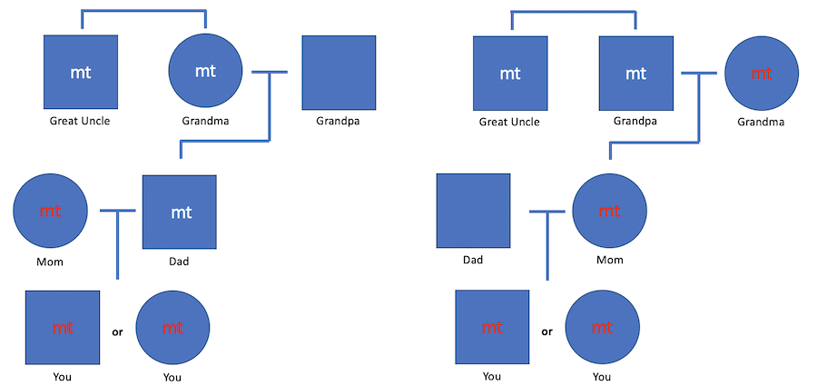 Mitochondrial inheritance.