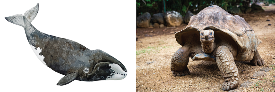 Bowhead whale and aldabra giant tortoise.