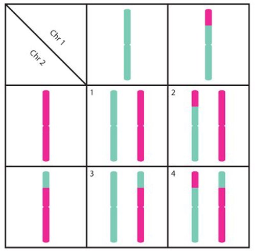 Translocation inheritance