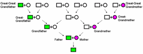 Maternal and paternal lineages