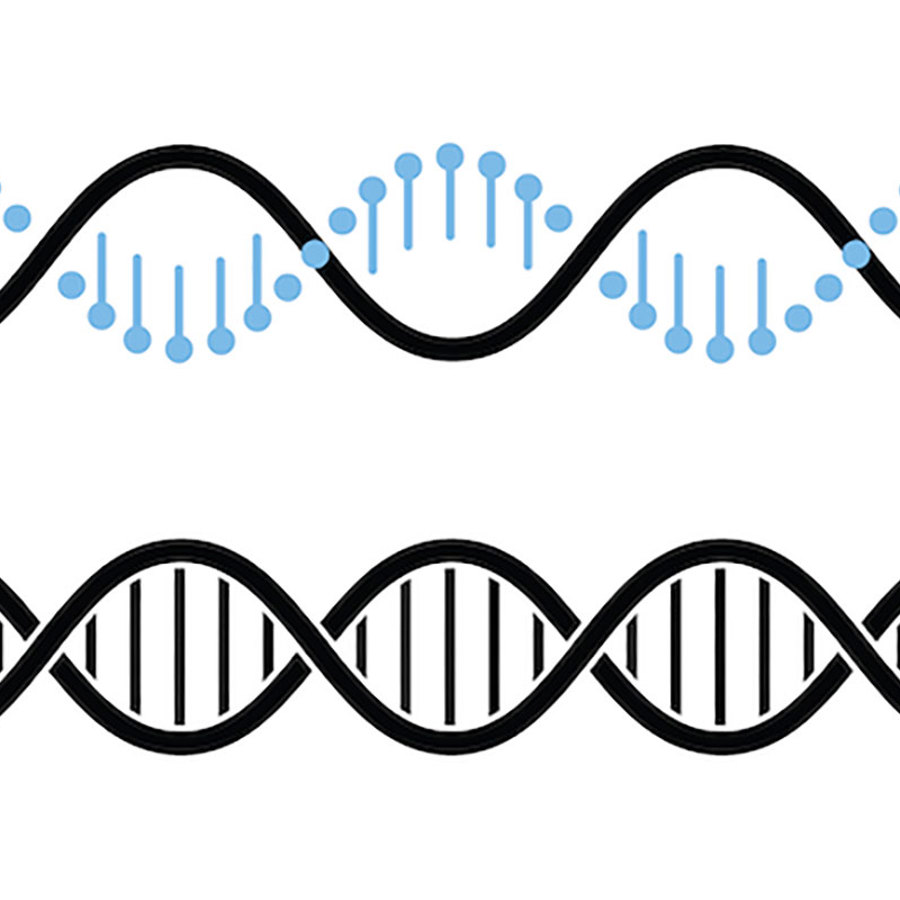 Strands of DNA.