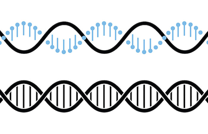 Strands of DNA.
