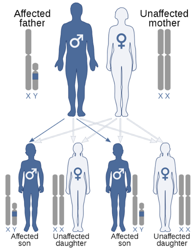 Y linked inheritance