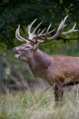 Elk with antlers