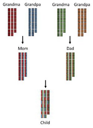 Chromosome inheritance.