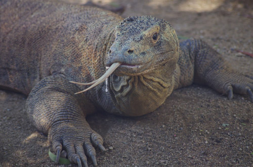 Komodo dragon.