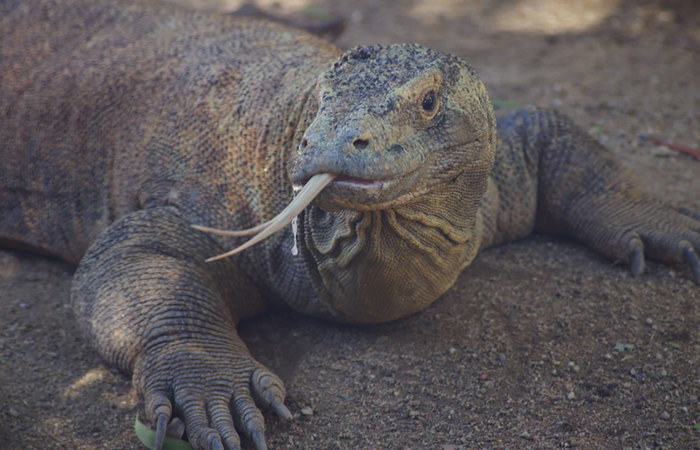 Komodo dragon.