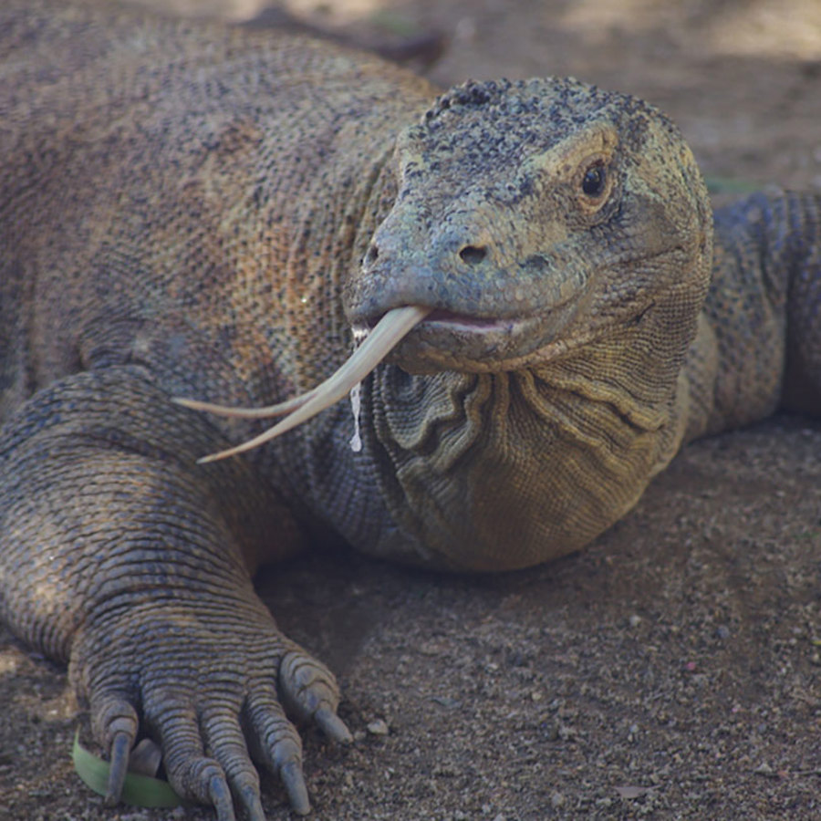 Komodo dragon.