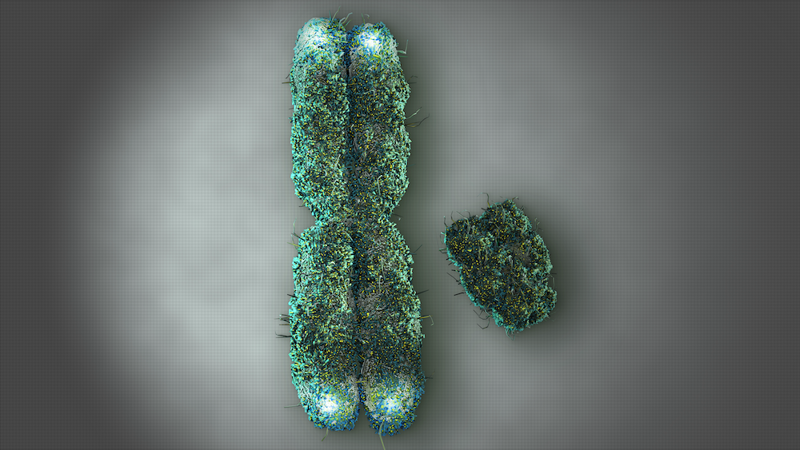 The larger X-chromosome next to the smaller Y-chromosome.