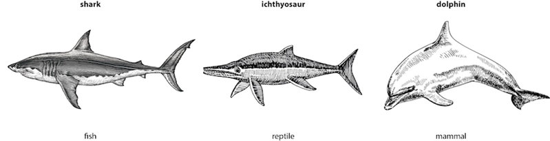 Drawings of (left to right) shark, ichthyosaur, dolphin.