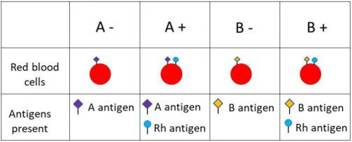 Chart of blood types and antigens.