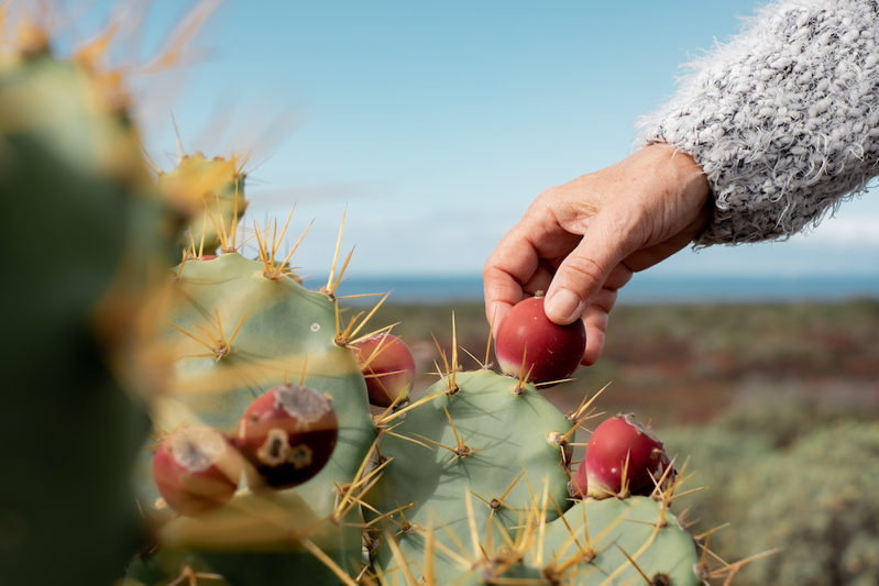 Hand plucking a fruit from a prickly pear cactus.