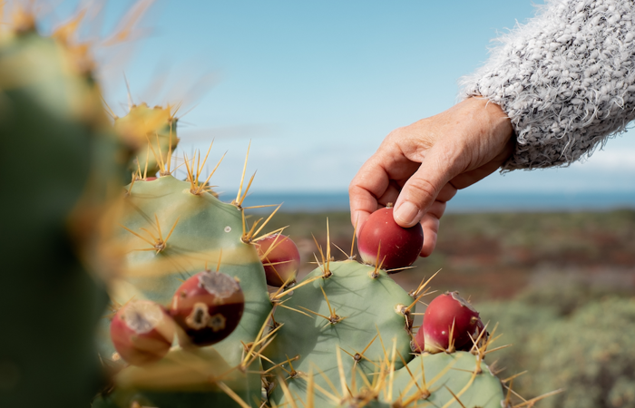 Hand plucking a fruit from a prickly pear cactus.