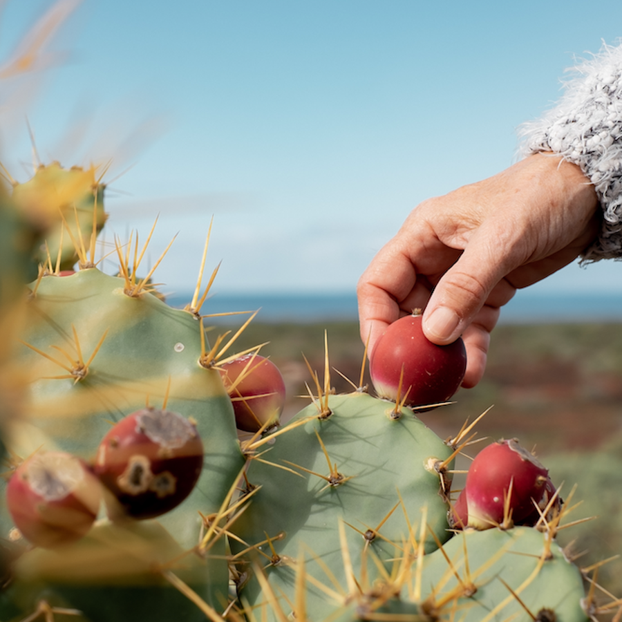 Hand plucking a fruit from a prickly pear cactus.