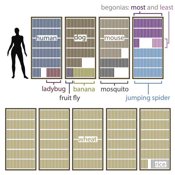 A graphical representation of the amount of information in a genome as encyclopedia volumes.