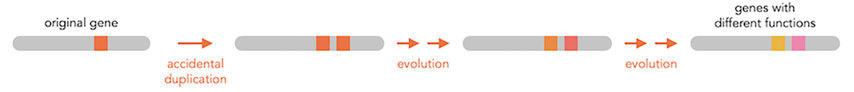 A gene is duplicated and the two versions gradually acquire mutations that make them look different.