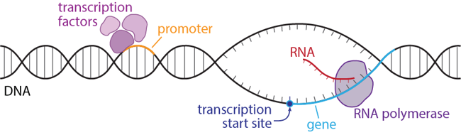 Diagram of RNA transcription