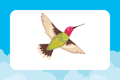 Anna's Hummingbird