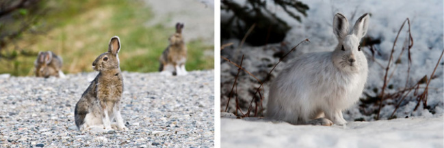 Left, a snowshoe hare with dark fur on rocky land. Right, a hare with a white coat on snow.