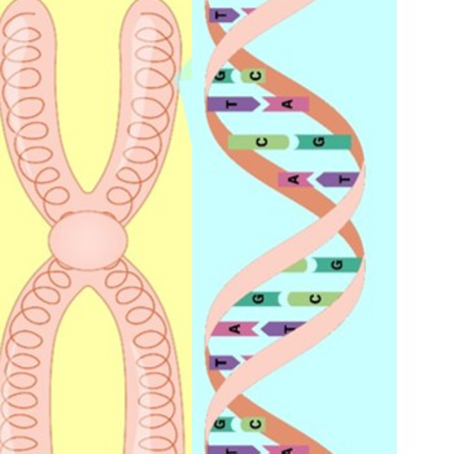 Chromosome and strand of DNA