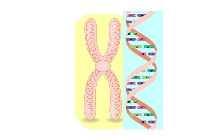 Chromosome and strand of DNA