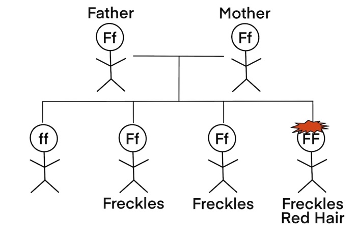 Allele inheritance.