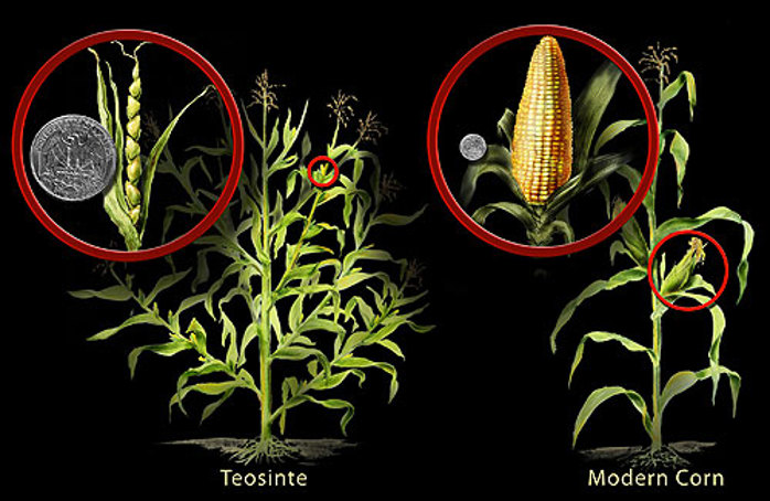 Wild corn vs modern corn