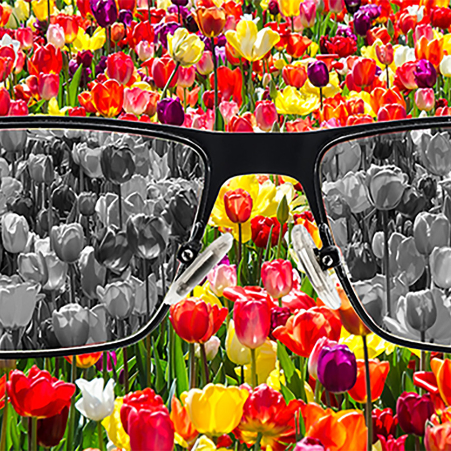 Looking through eyeglasses and seeing grey in a background of colorful tulips.