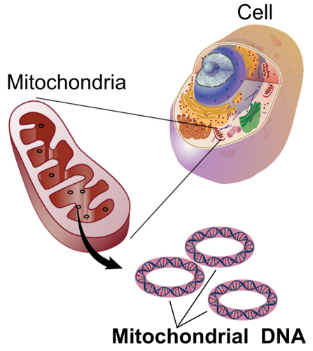 Mitochondria in a cell.