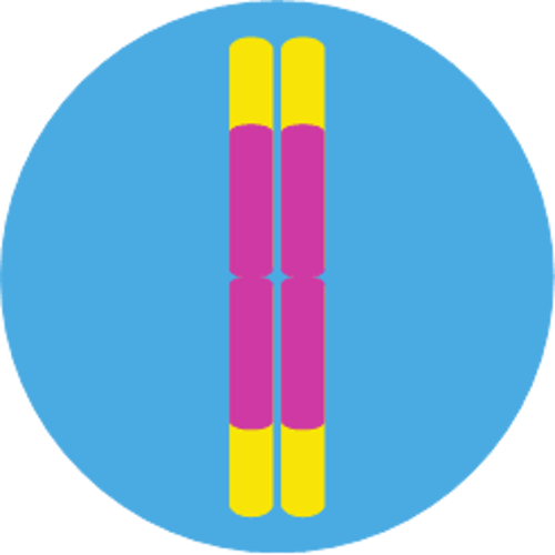 Cell with chromosomes