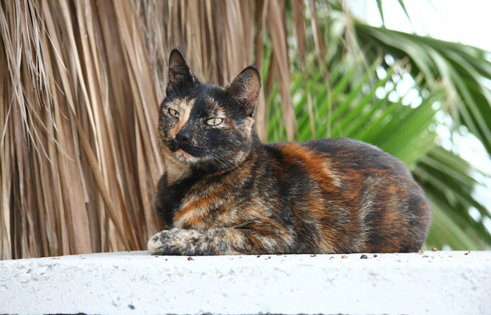 Tortoiseshell cat.