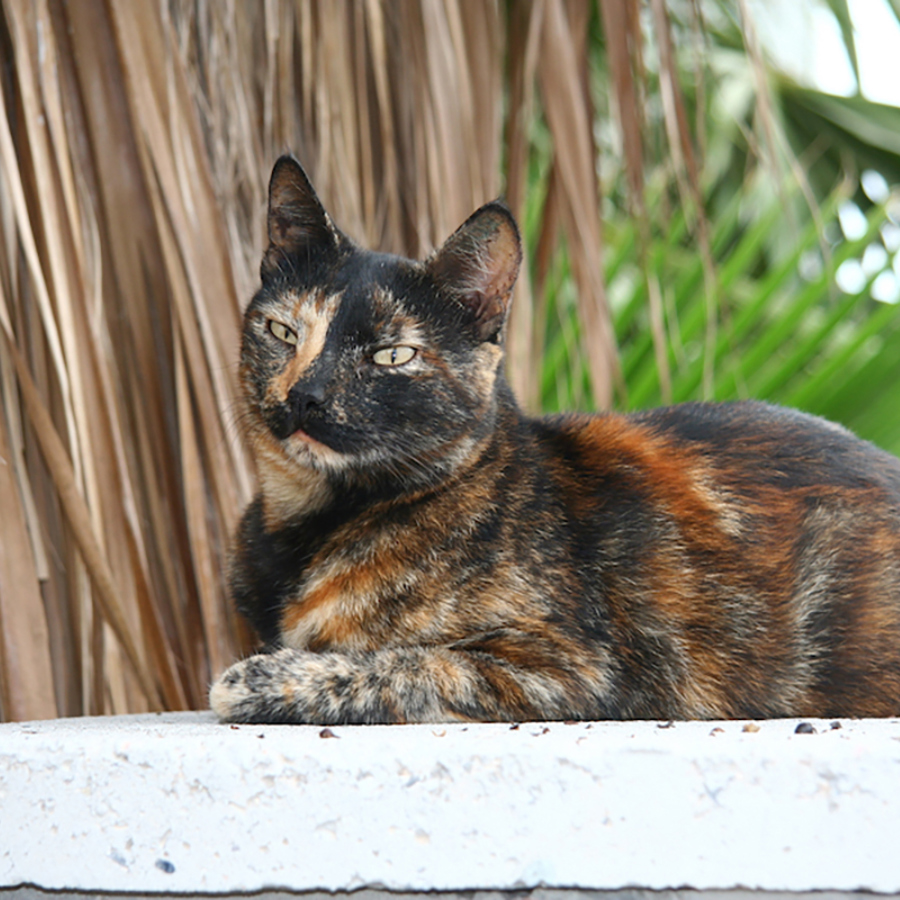 Tortoiseshell cat.