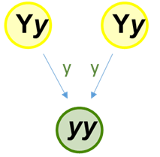 Two yellow (Yy) plants can have green (yy) offspring.
