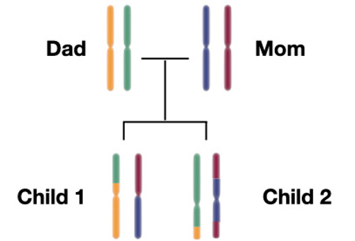 Two children inherit slightly different DNA from their parents.