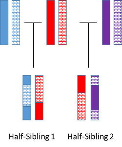 Chromosome inheritance in half siblings.