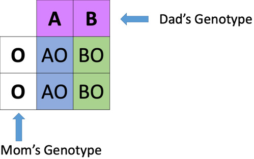 AB O blood type punnett square.