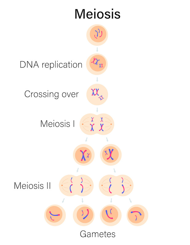 Meiosis