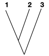 Phylogenetic tree.