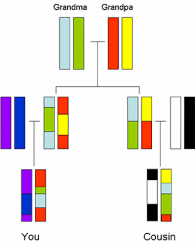 Chromosome inheritance