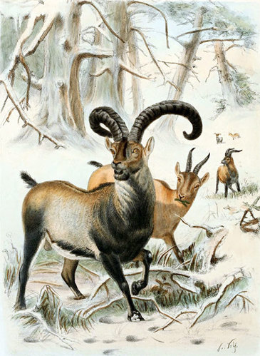 Illustration of pyrenean ibex.