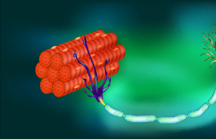 Neuron with muscle fibers illustration.