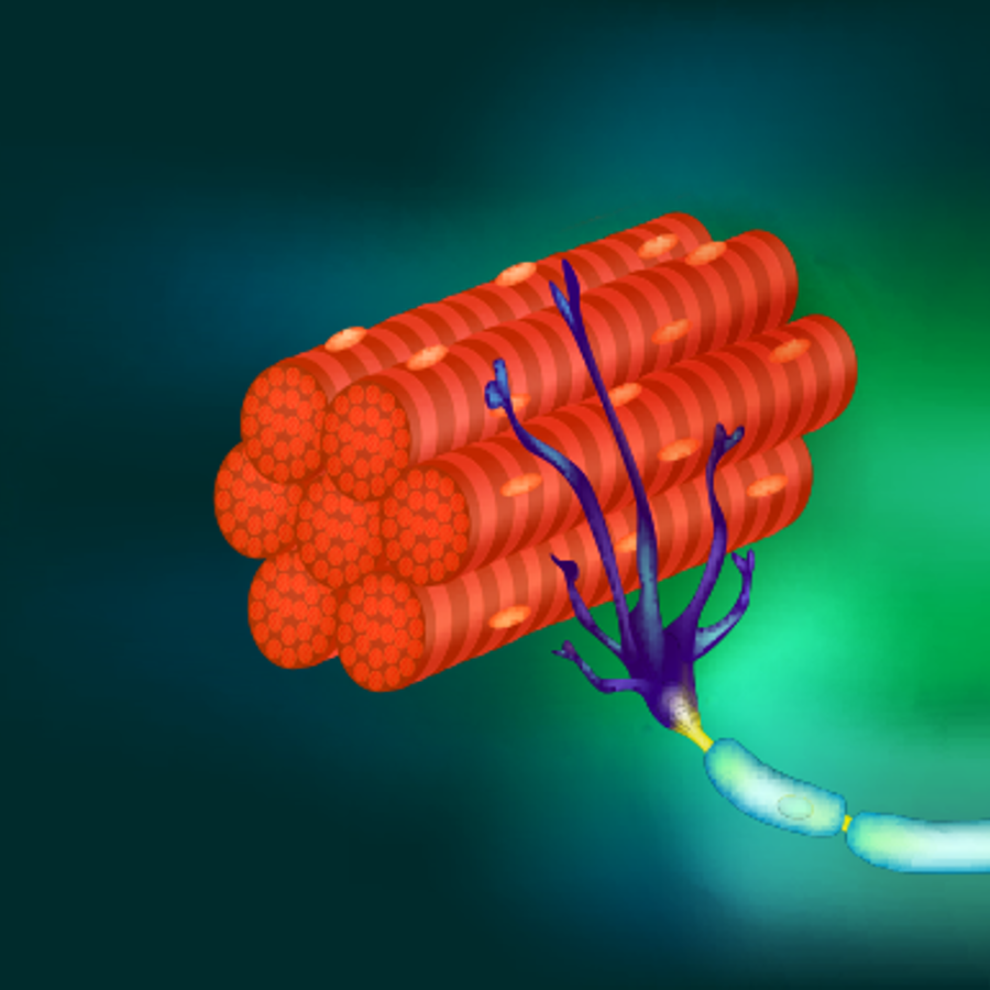 Neuron with muscle fibers illustration.