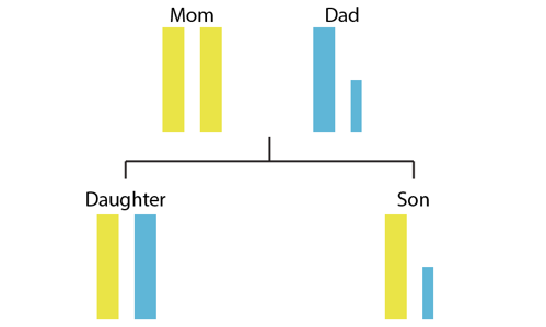 X and Y chromosome inheritance