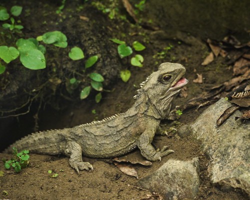 Tuatara lizard