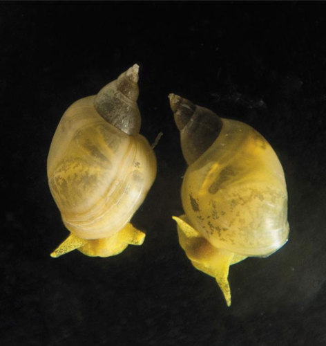 Two snails that look identical, except that their shells spiral in opposite directions.