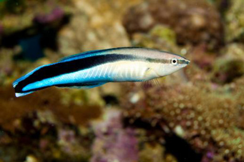 Bluestreak cleaner wrasse.